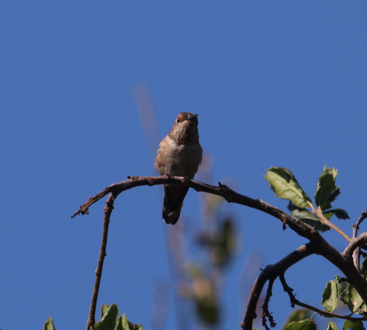 Allen's Hummingbird - ML642636499