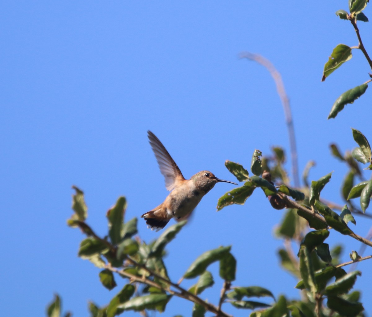 Allen's Hummingbird - ML642636500