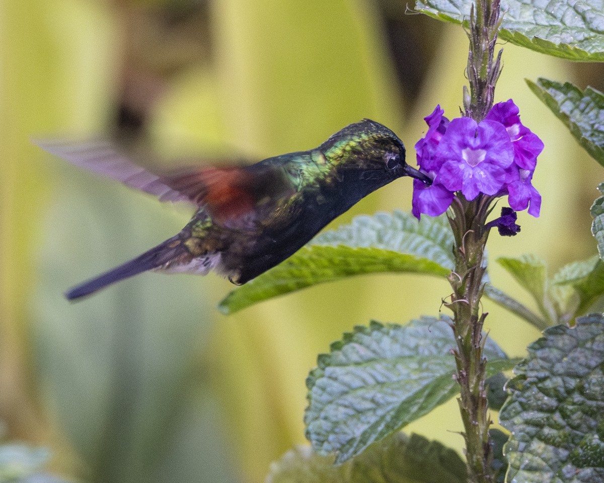 Black-bellied Hummingbird - ML642636517