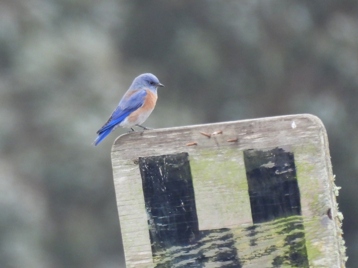 Western Bluebird - ML642636518