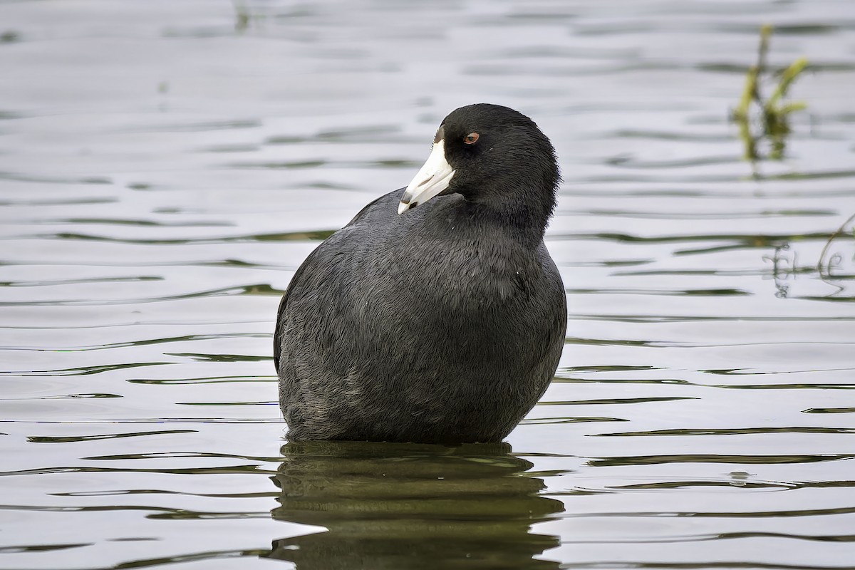 American Coot - ML642636519
