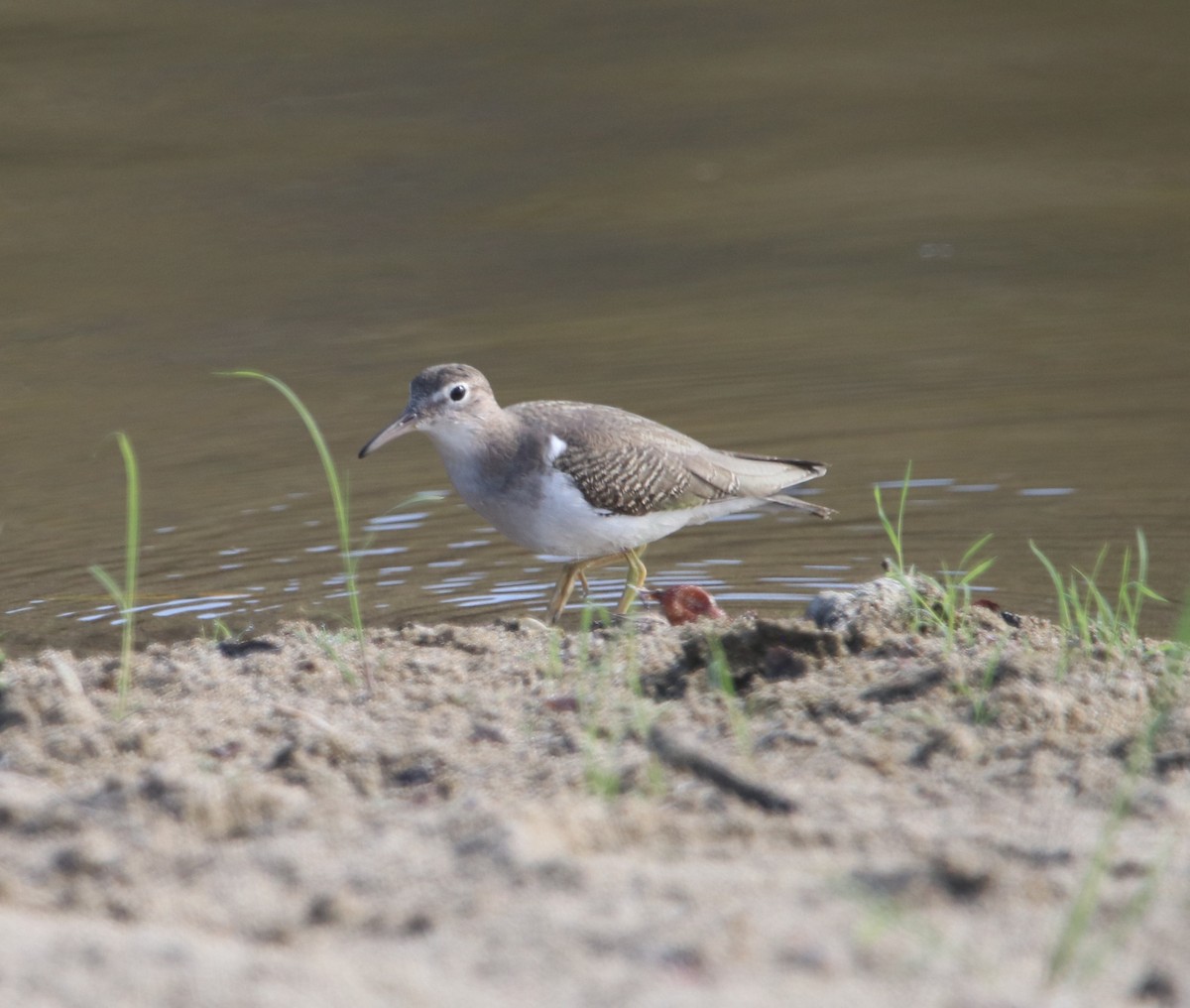 Spotted Sandpiper - ML642636524