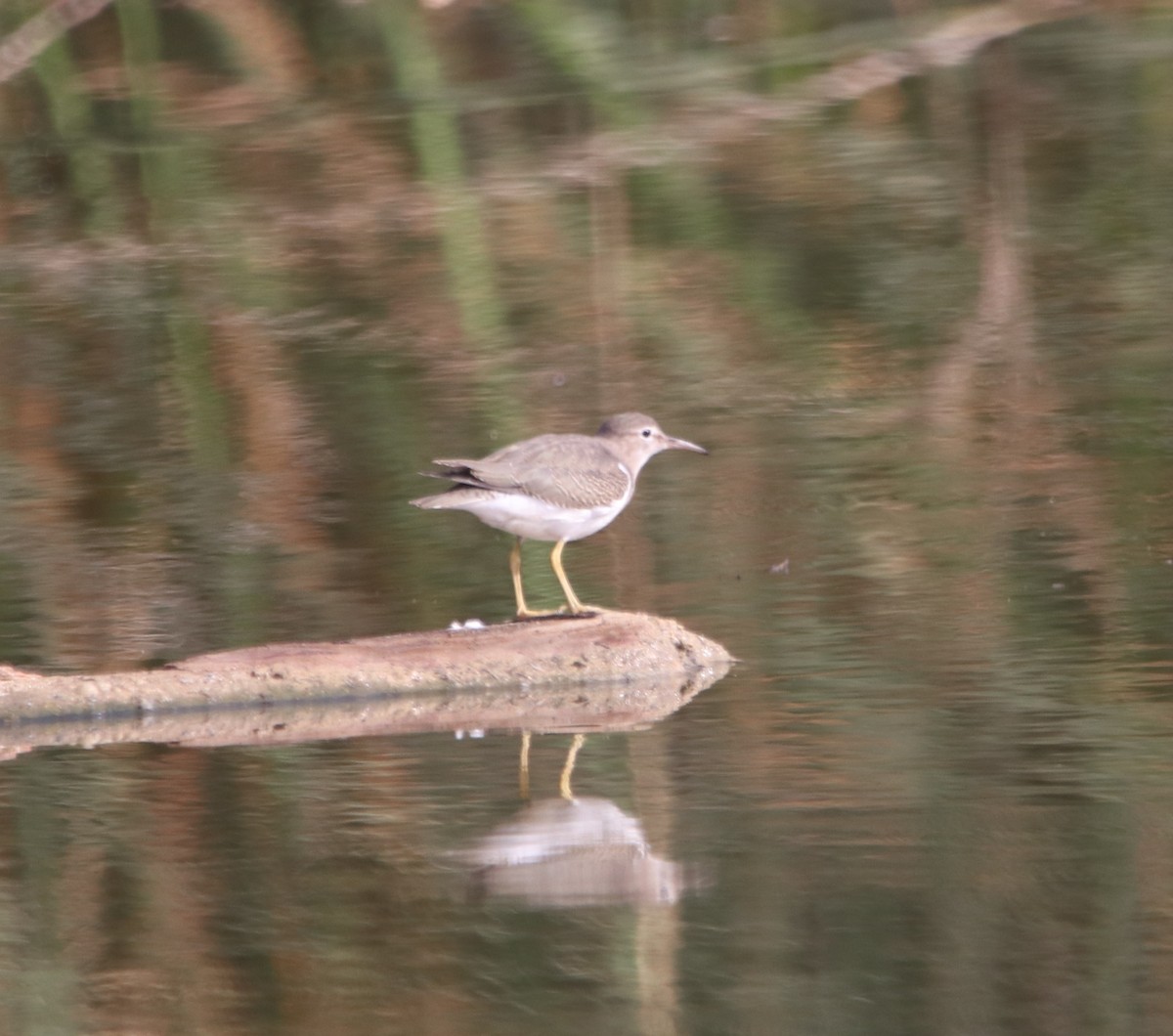 Spotted Sandpiper - ML642636525