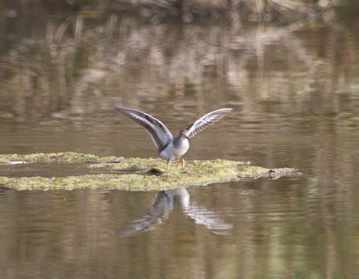 Spotted Sandpiper - ML642636526
