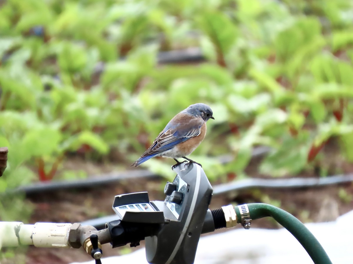 Western Bluebird - ML642636528