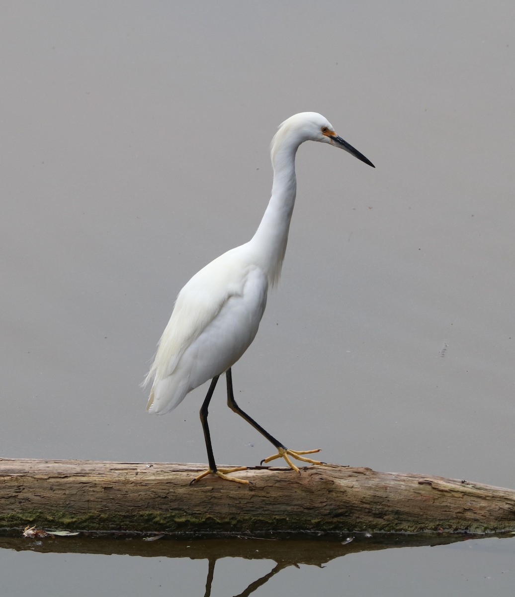 Snowy Egret - ML642636541