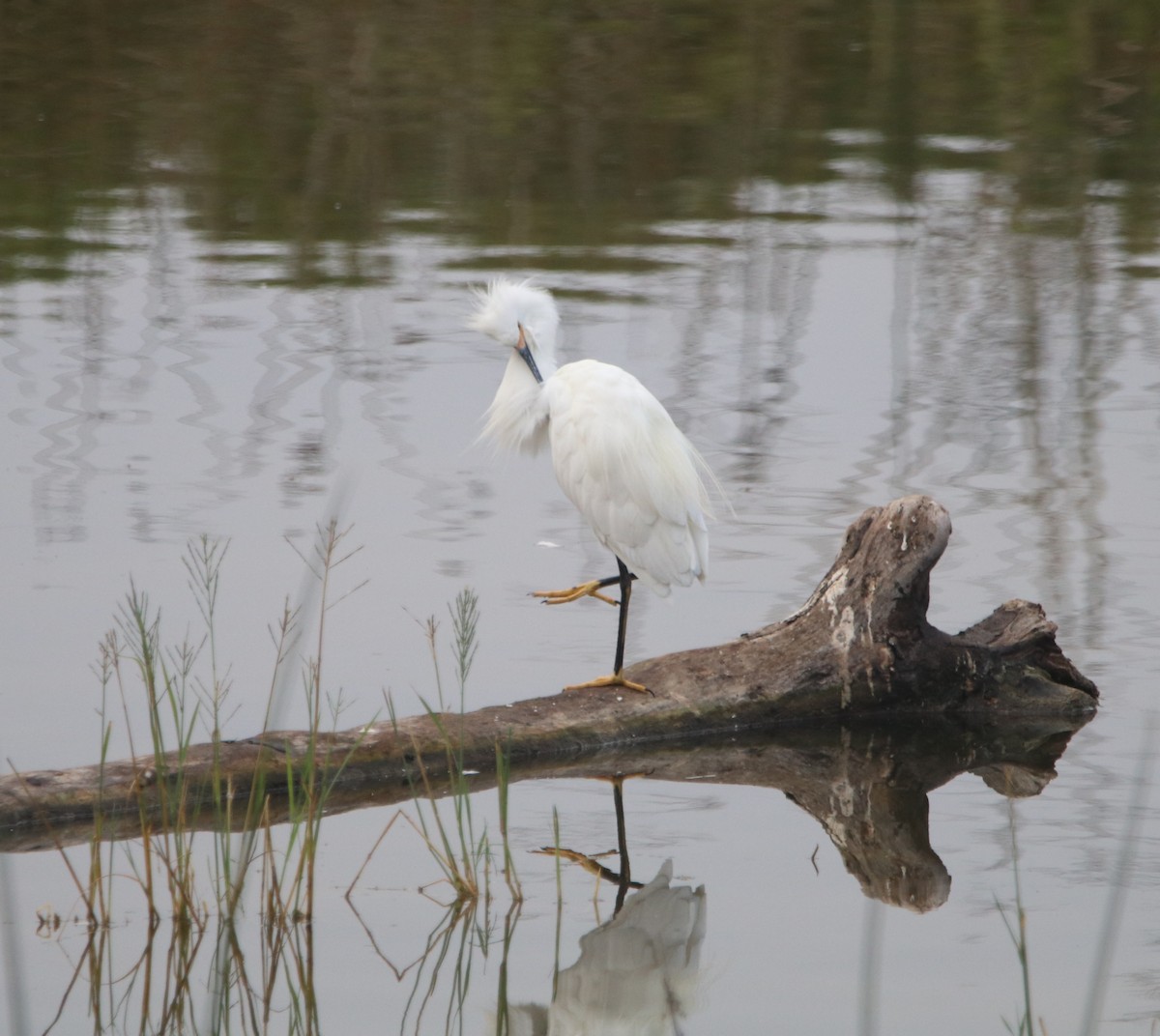 Snowy Egret - ML642636542