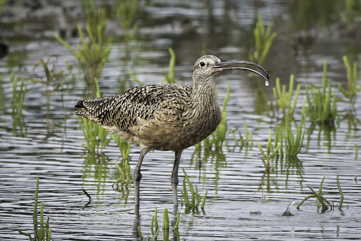 Long-billed Curlew - ML642636555