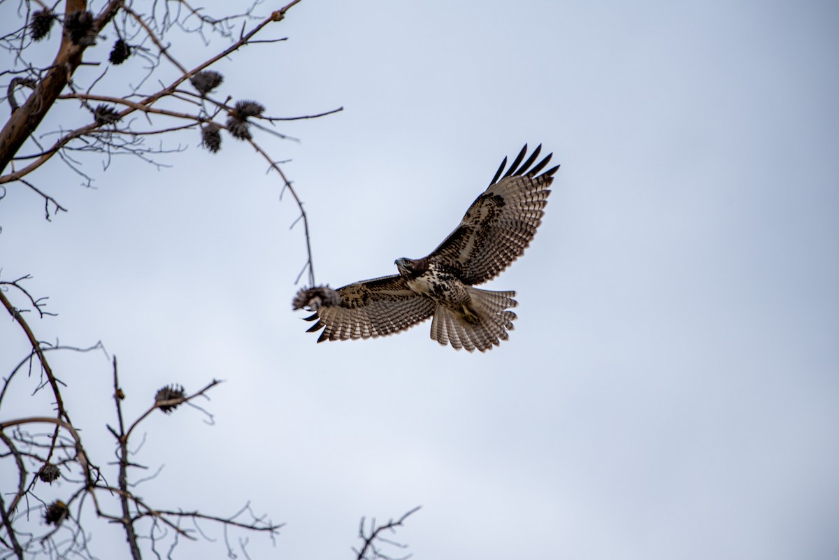 カタアカノスリ - ML642636568