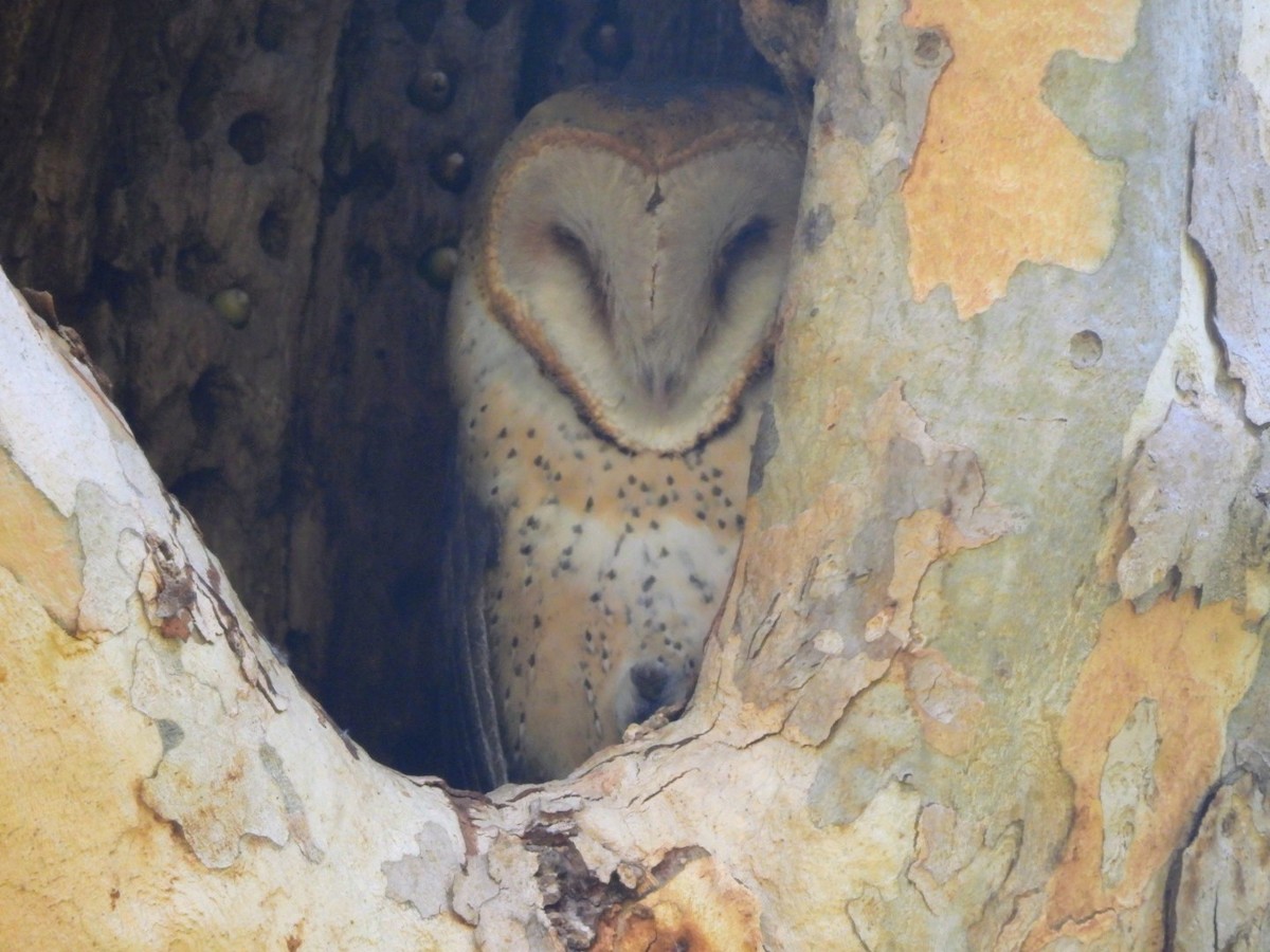 American Barn Owl - ML642636573