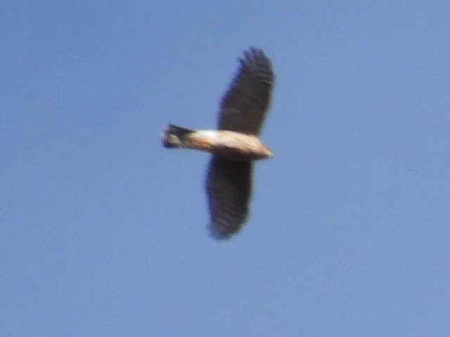 Sharp-shinned Hawk - ML642636578