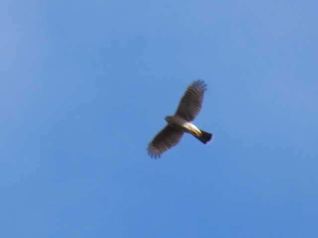 Sharp-shinned Hawk - ML642636579