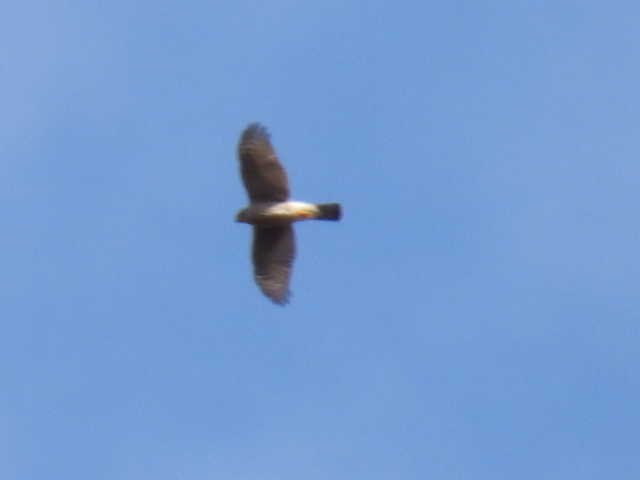 Sharp-shinned Hawk - ML642636580