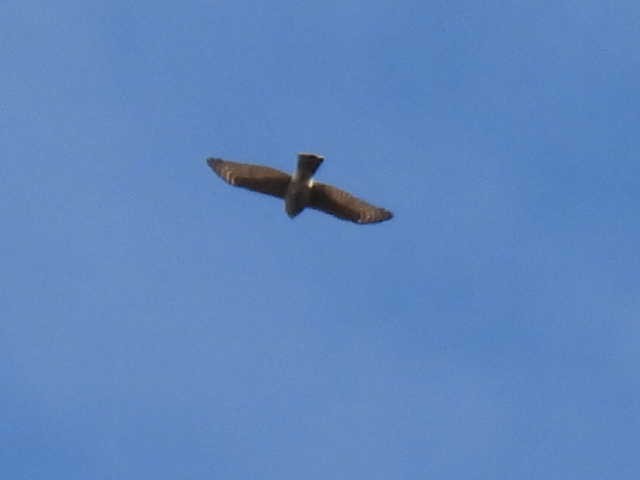 Sharp-shinned Hawk - ML642636581