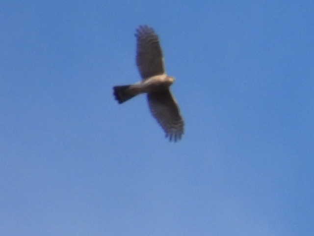 Sharp-shinned Hawk - ML642636582