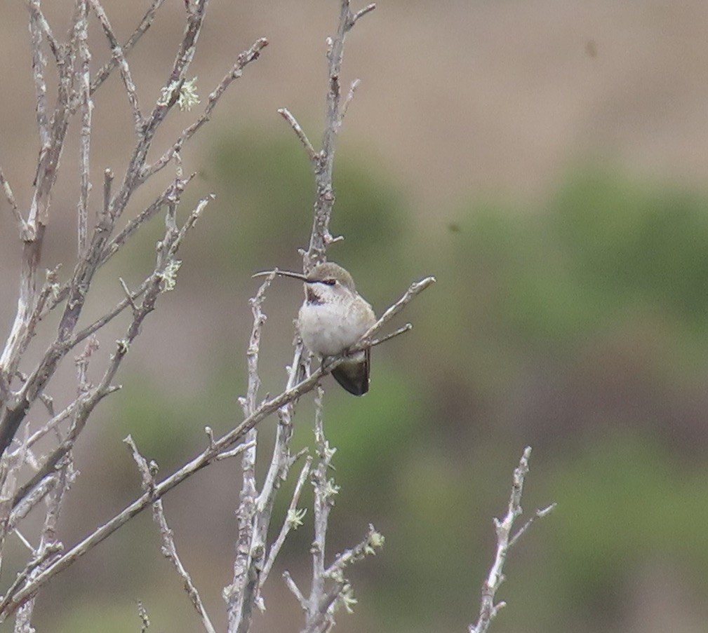 Costa's Hummingbird - ML642636592
