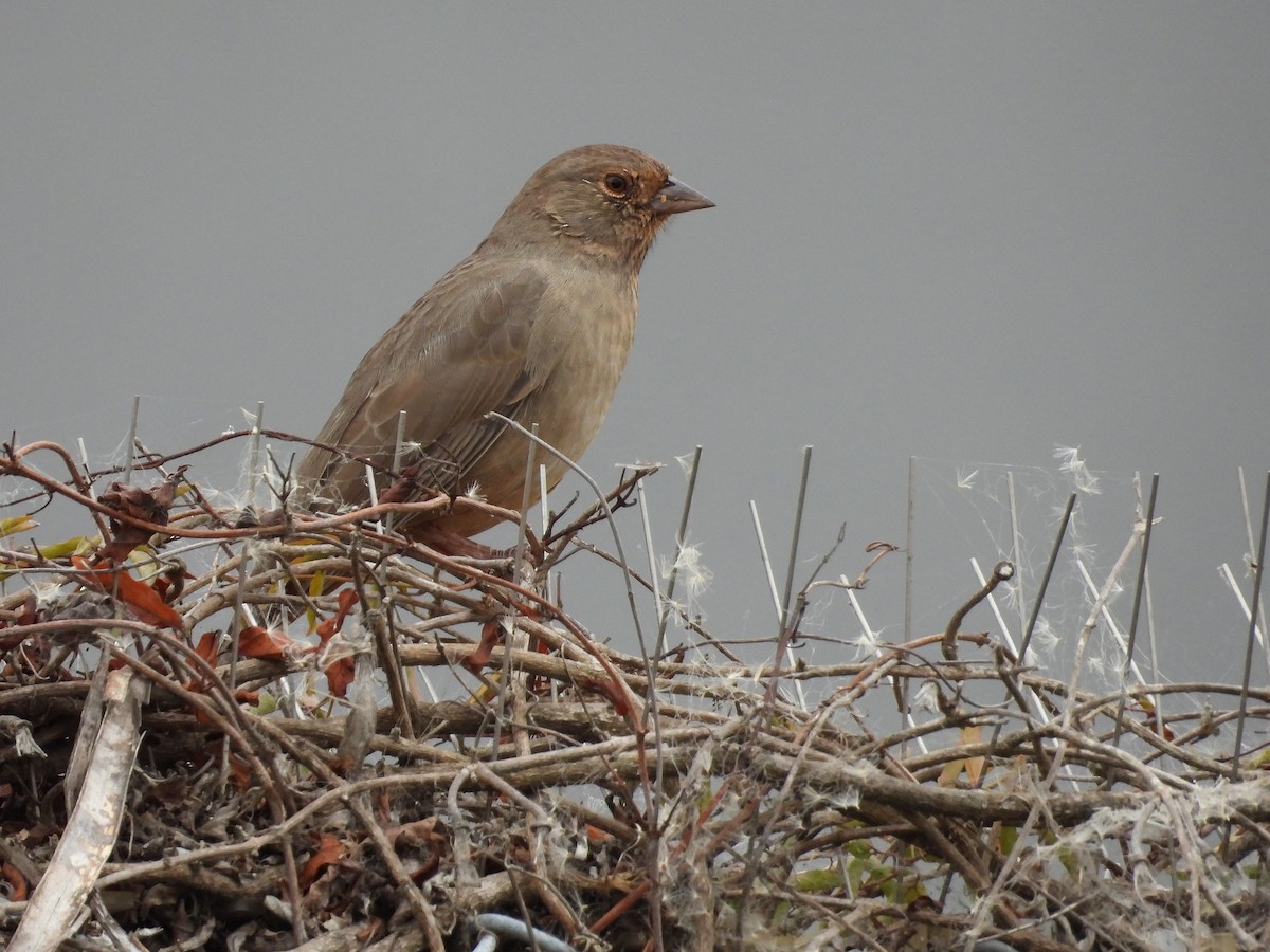 California Towhee - ML642636596