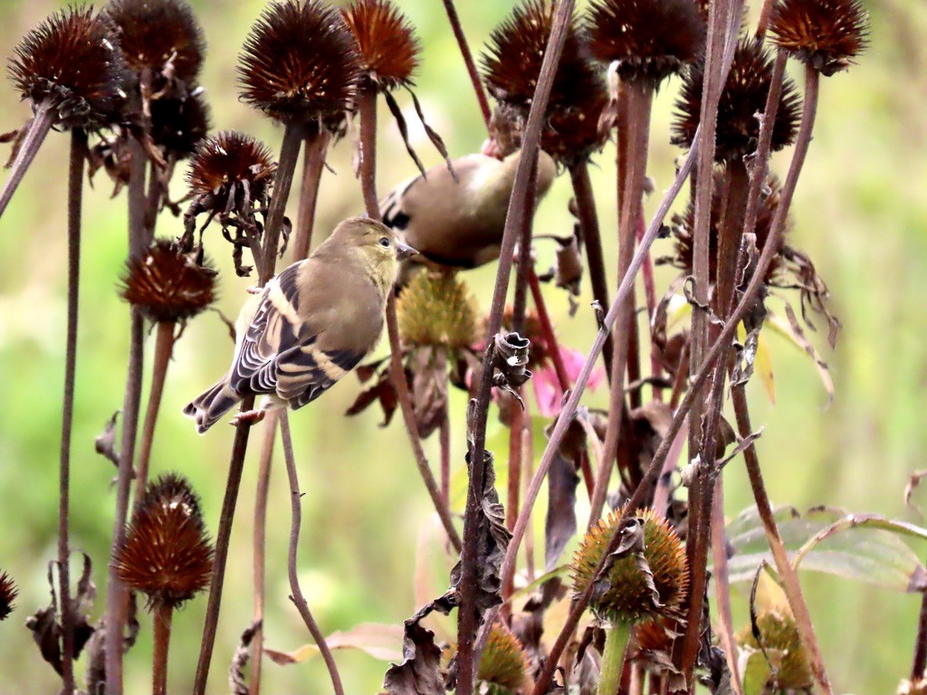 American Goldfinch - ML642636600