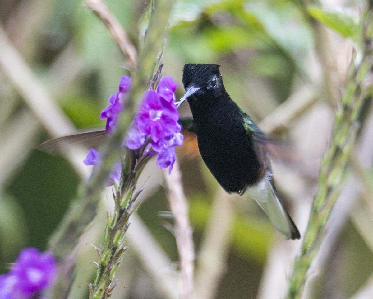 Black-bellied Hummingbird - ML642636605