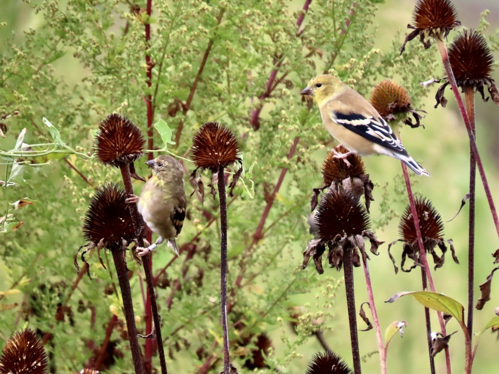 American Goldfinch - ML642636608