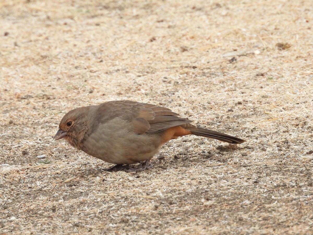 California Towhee - ML642636655