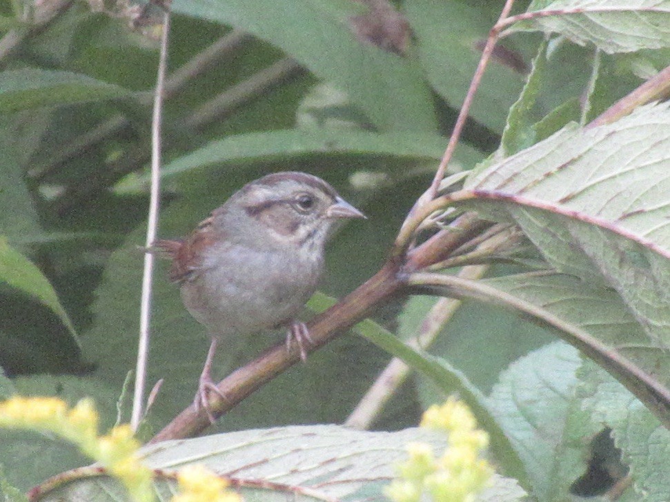 Swamp Sparrow - ML642636656