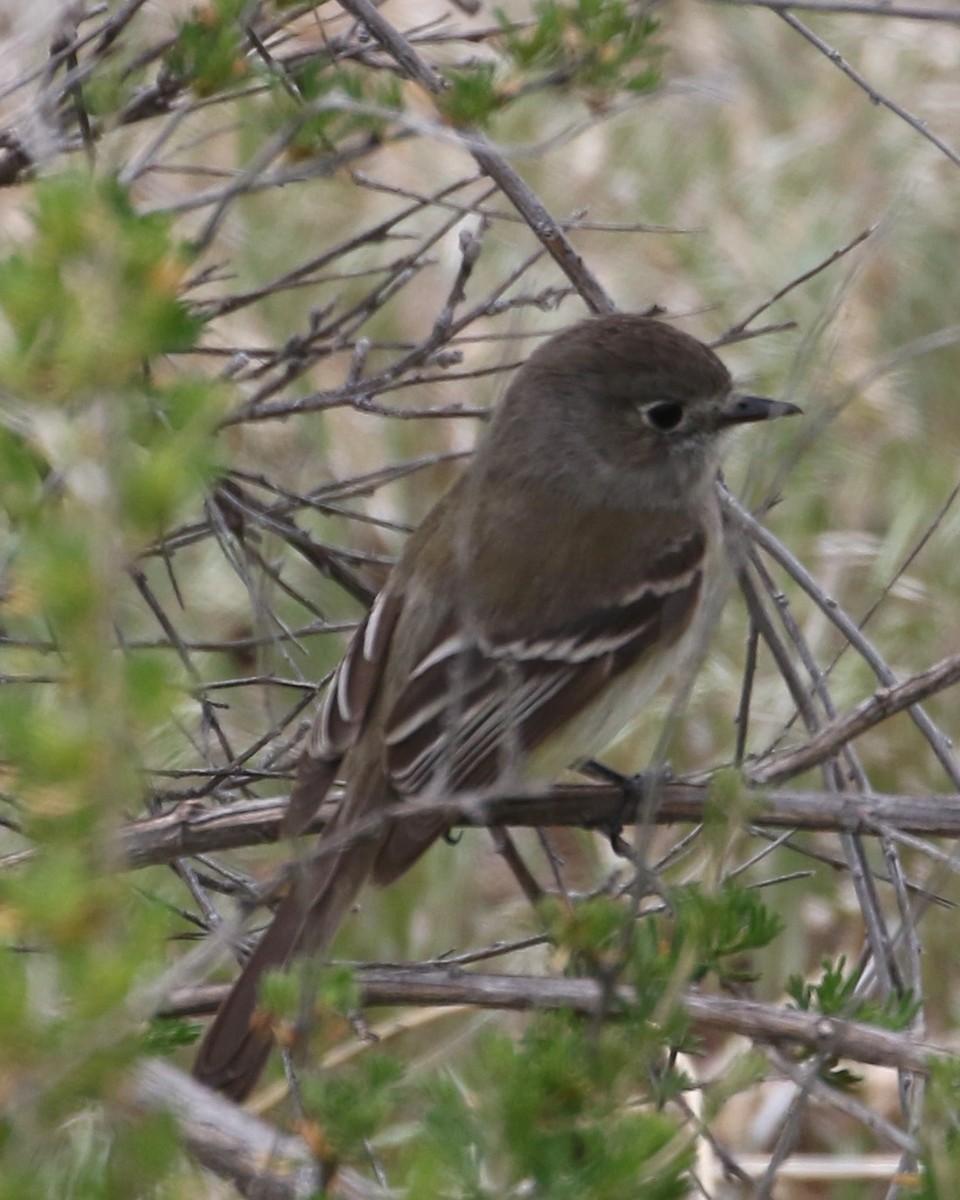 Dusky Flycatcher - ML642636663