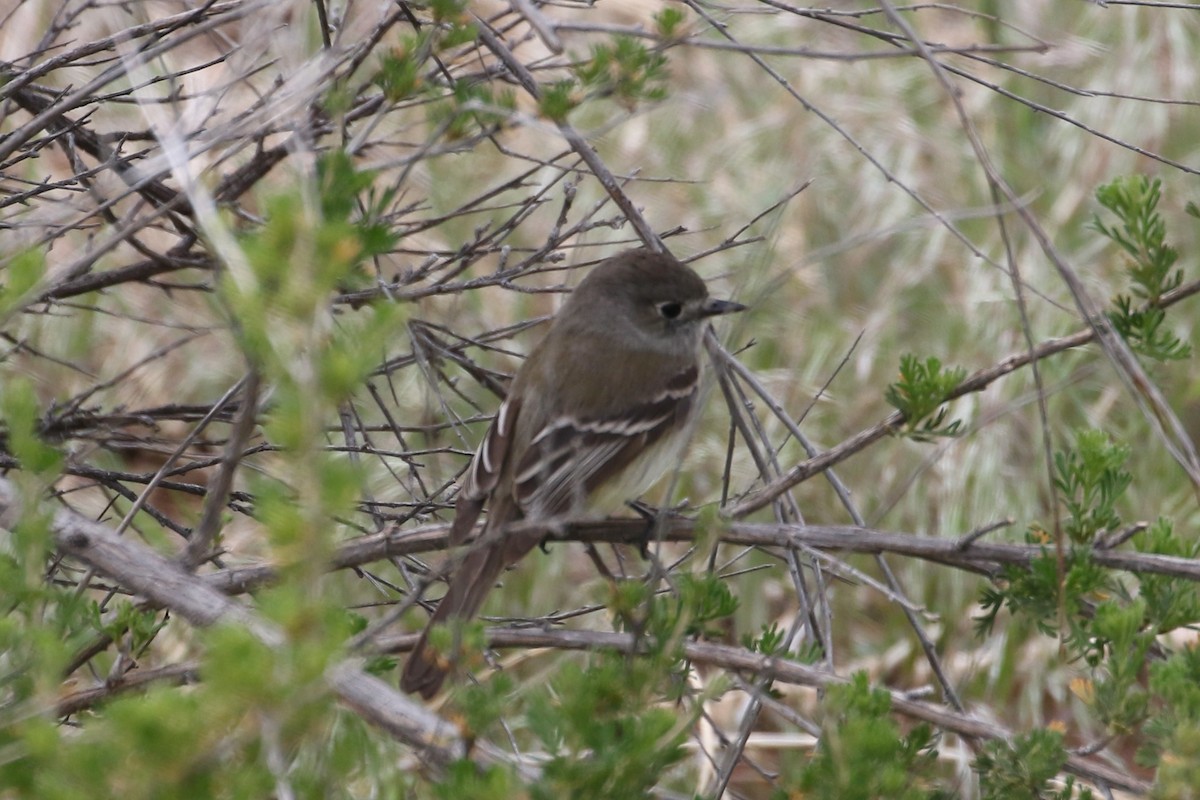 Dusky Flycatcher - ML642636664