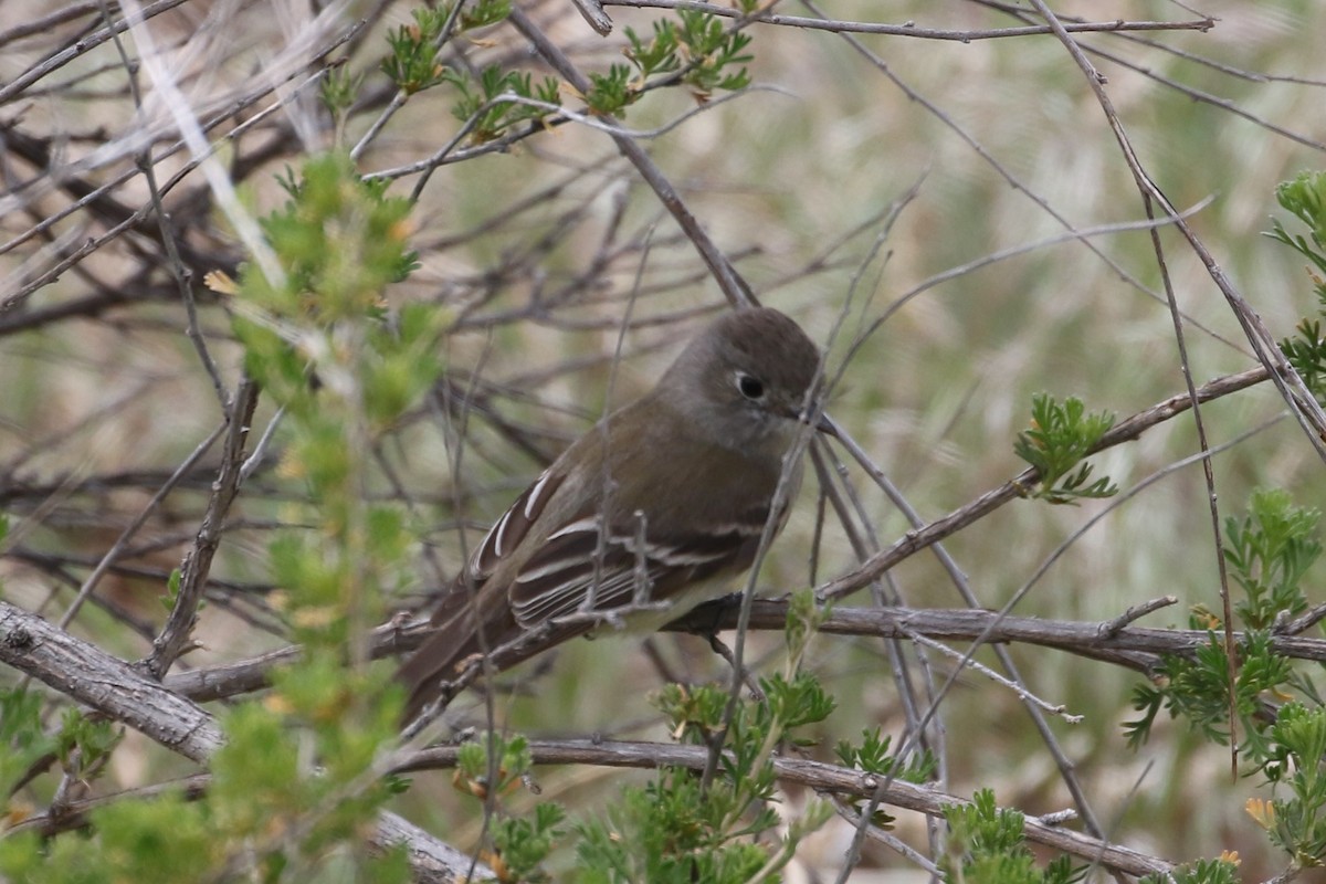 Dusky Flycatcher - ML642636665