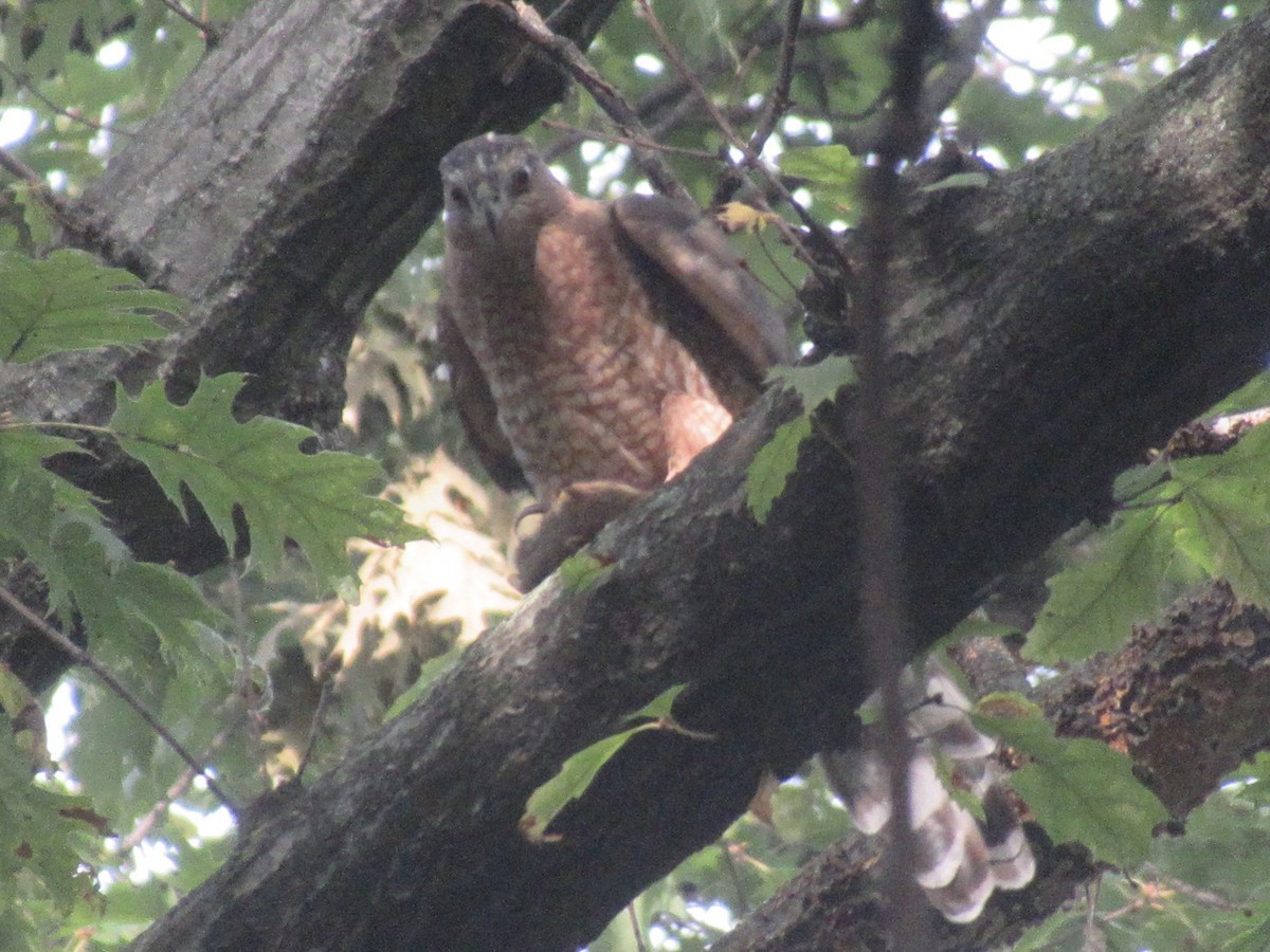Cooper's Hawk - ML642636671