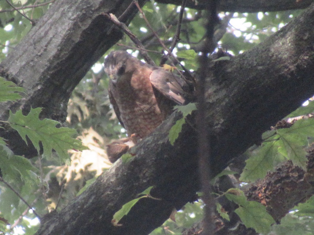 Cooper's Hawk - ML642636674
