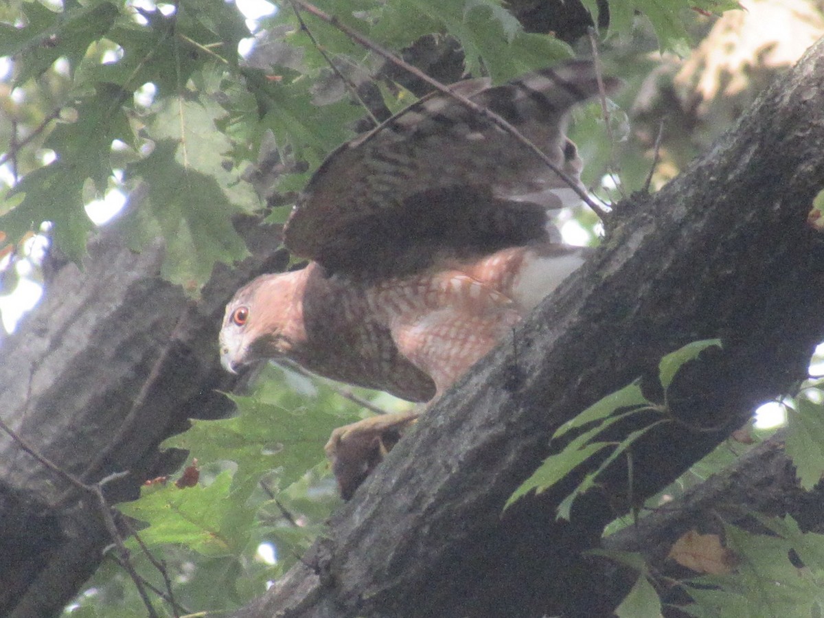 Cooper's Hawk - ML642636675