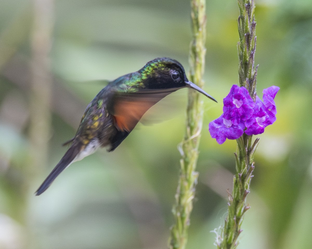 Black-bellied Hummingbird - ML642636687