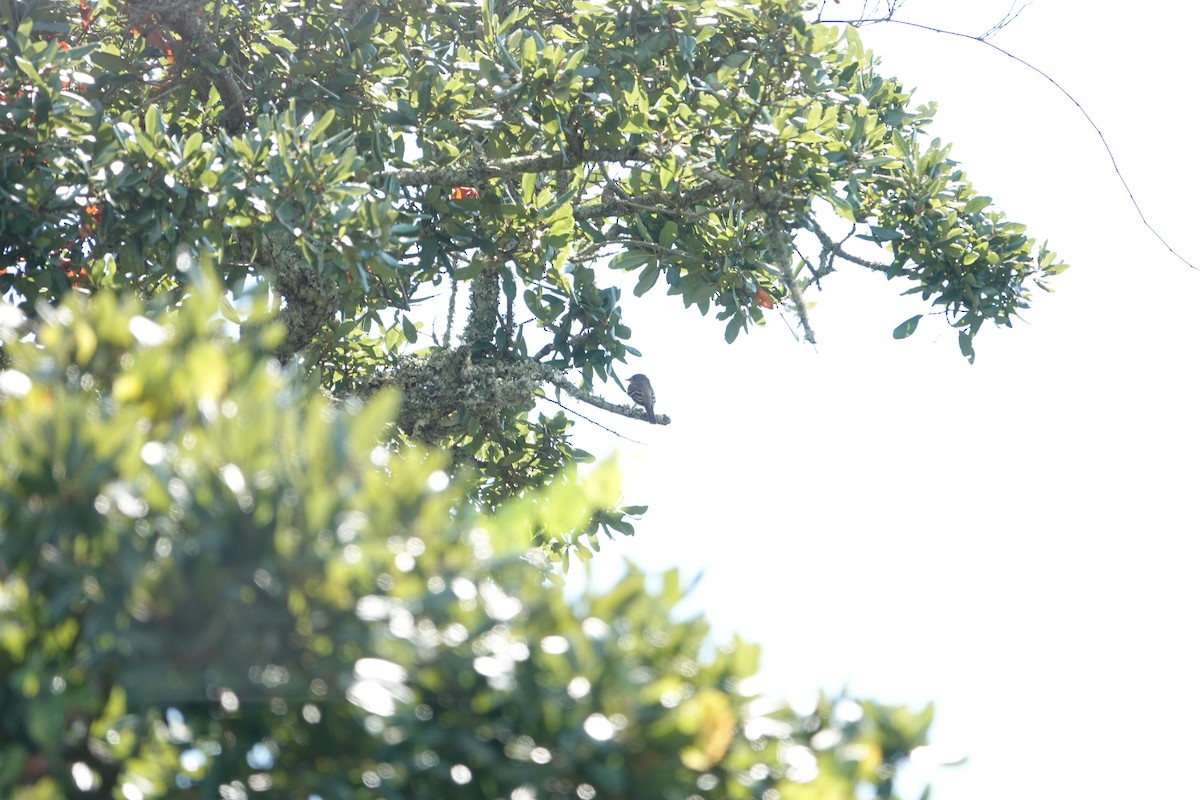 Willow Flycatcher - Angie Kidder