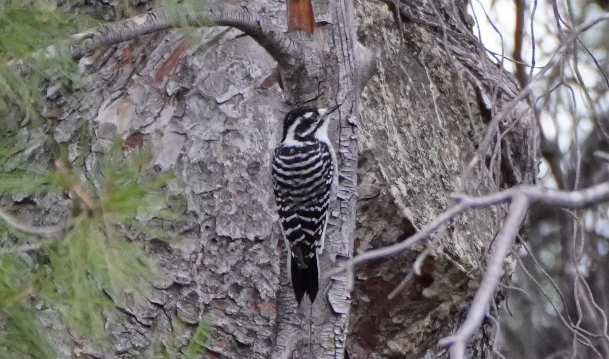 Nuttall's Woodpecker - ML642636765
