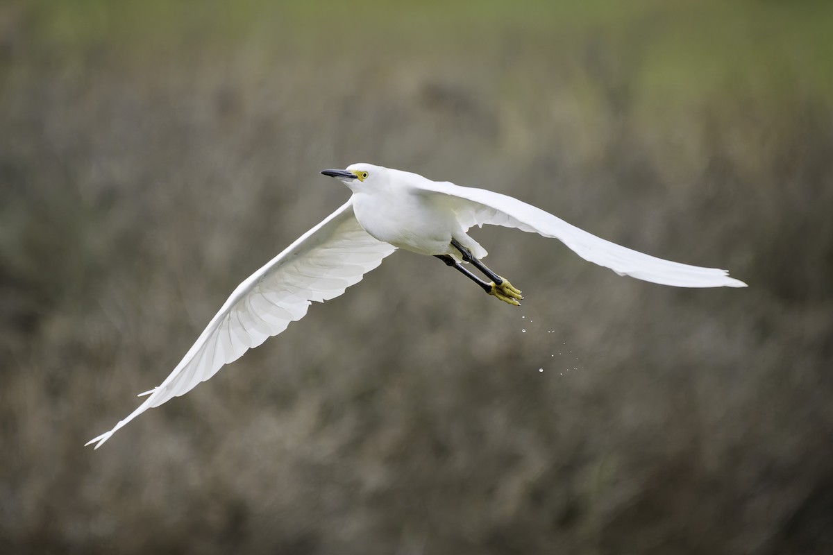 Snowy Egret - ML642636769