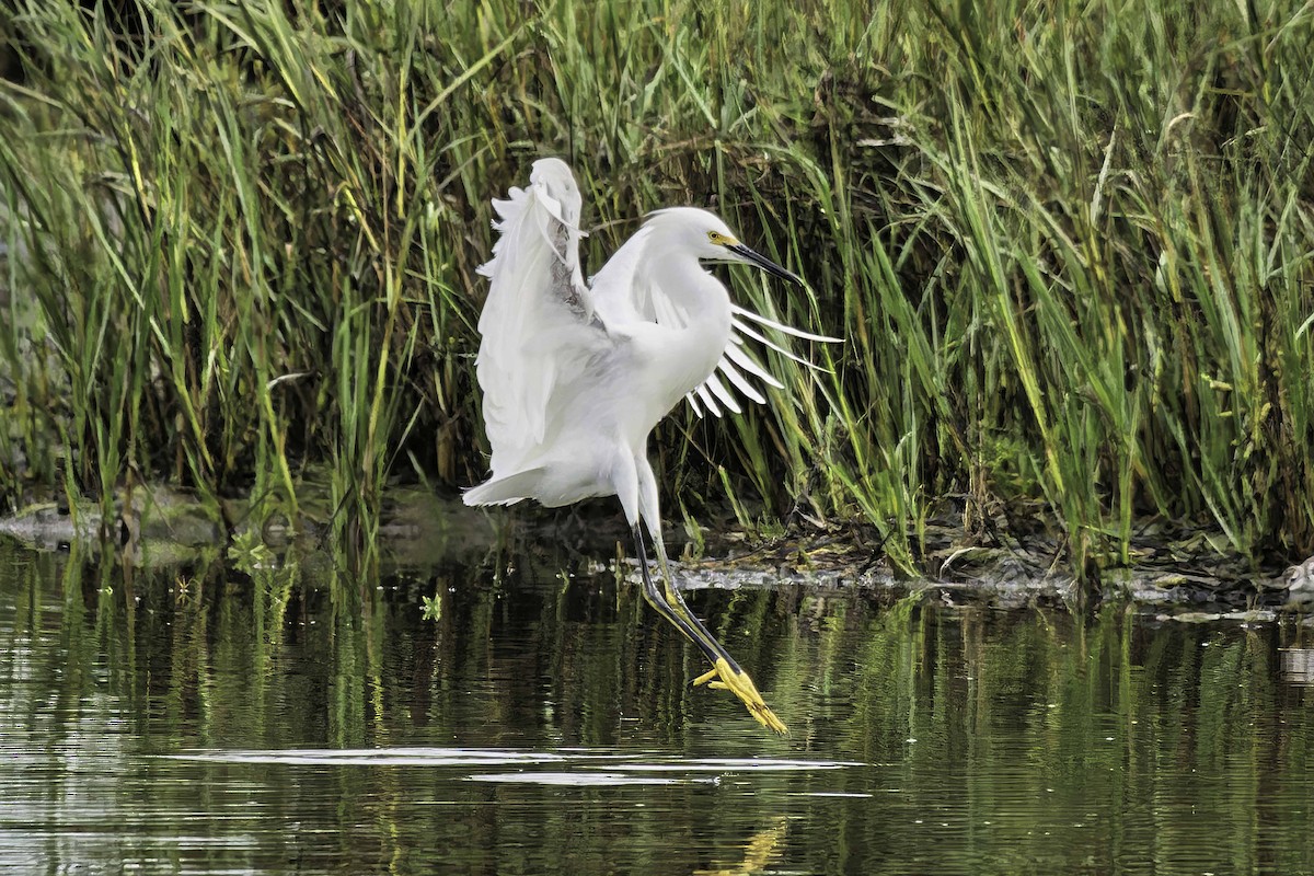 Snowy Egret - ML642636770