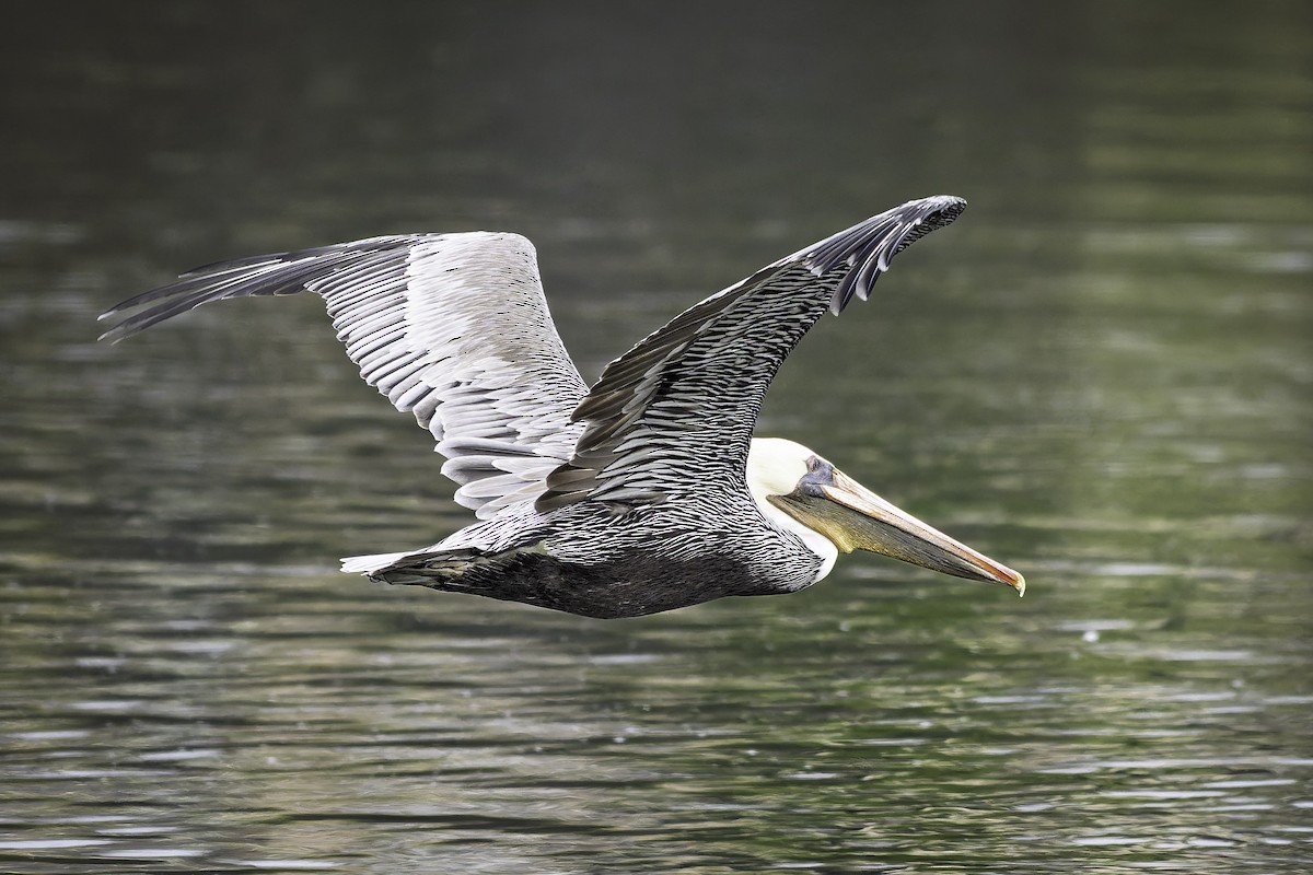 Brown Pelican - ML642636804