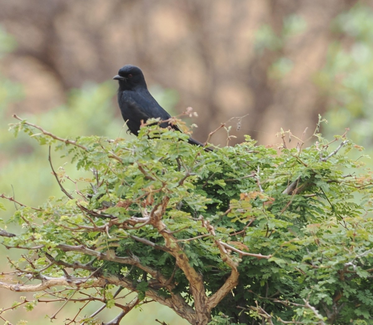 Fork-tailed Drongo - ML642636828