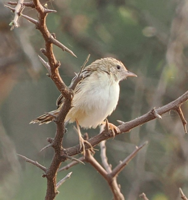 Zitting Cisticola - ML642636837