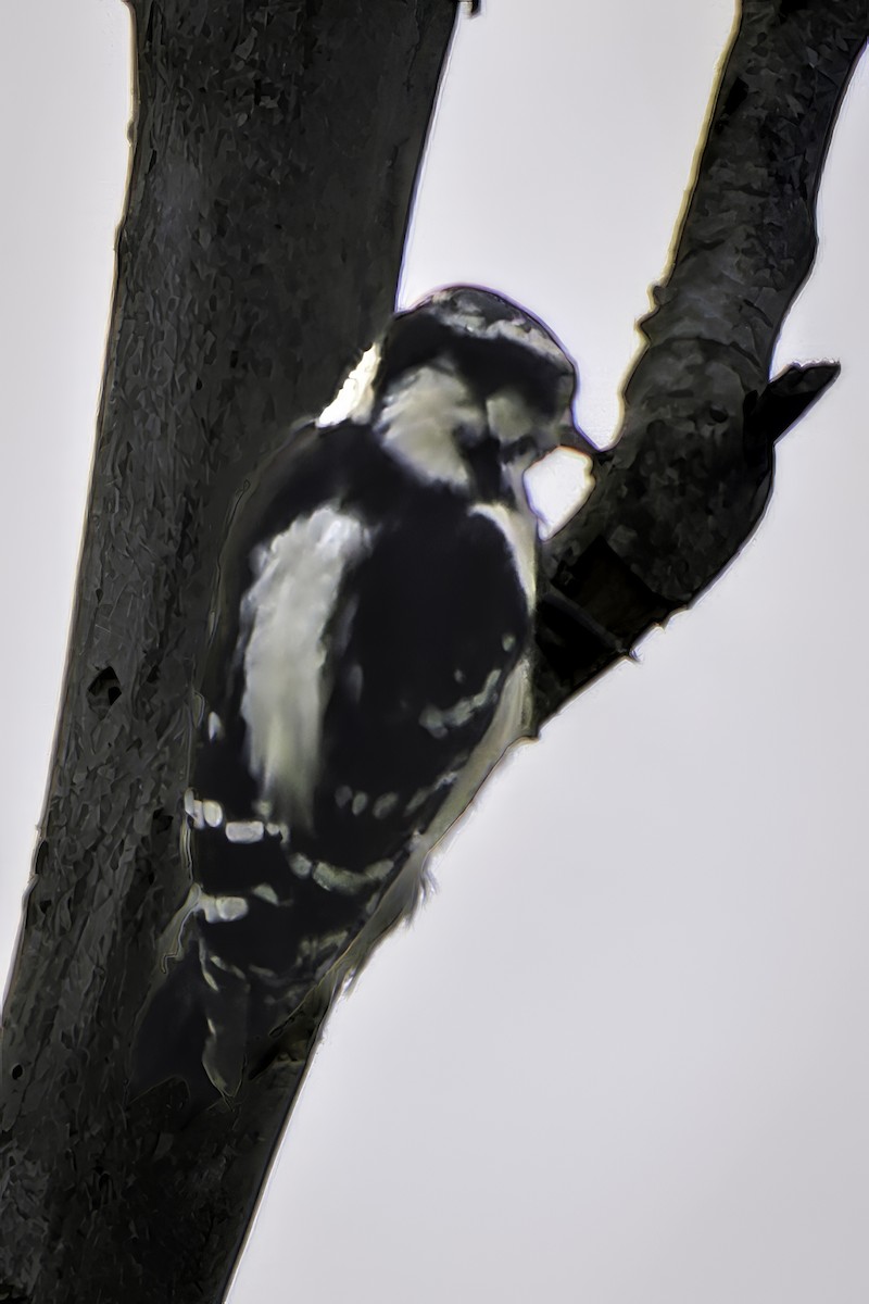 Downy Woodpecker - ML642636839