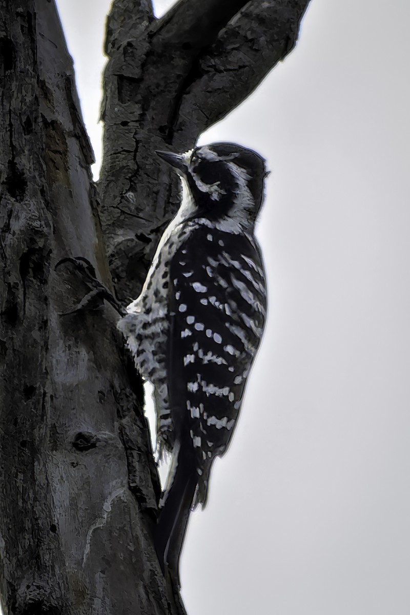 Nuttall's Woodpecker - ML642636845