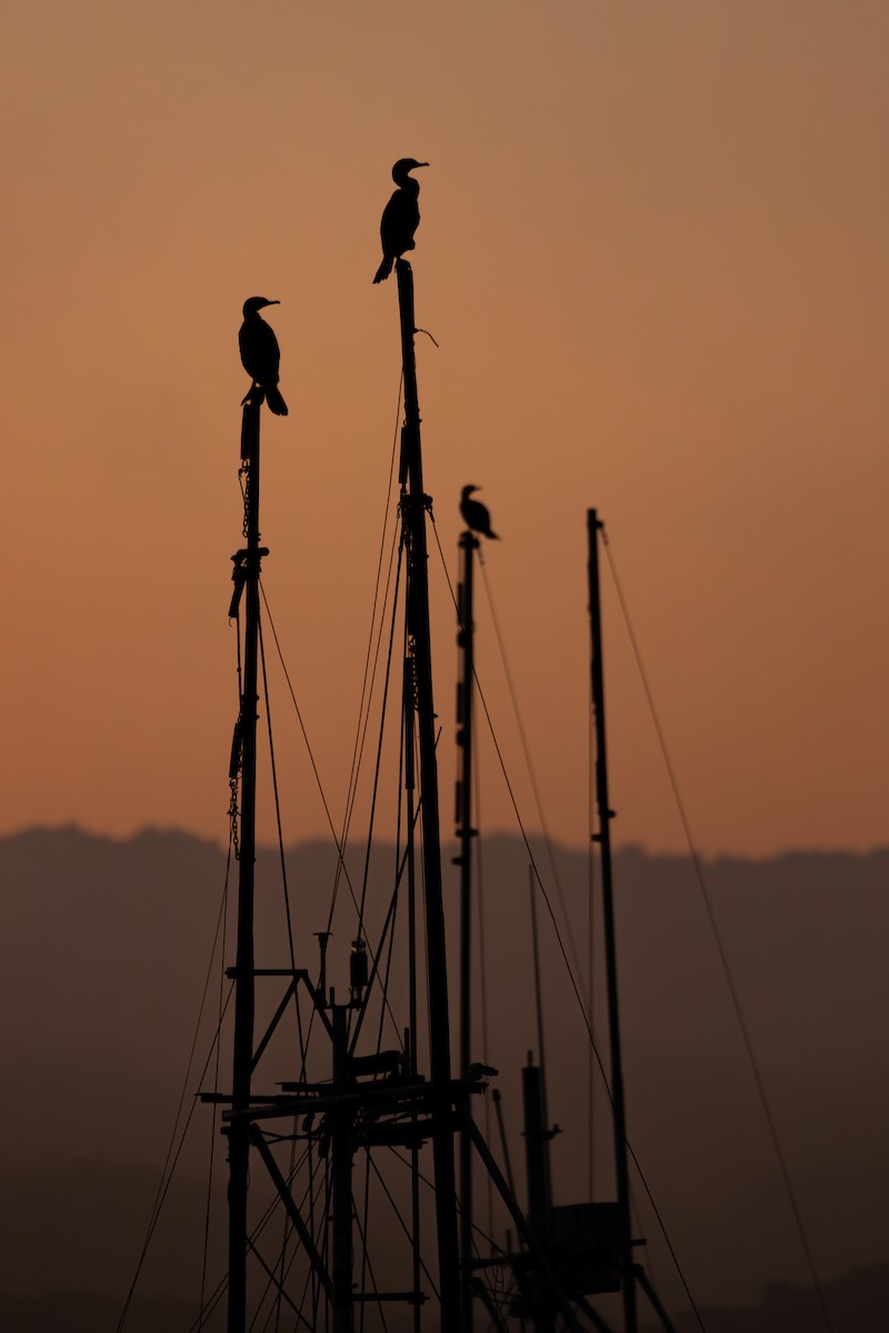 Cormoran de Brandt - ML642636860