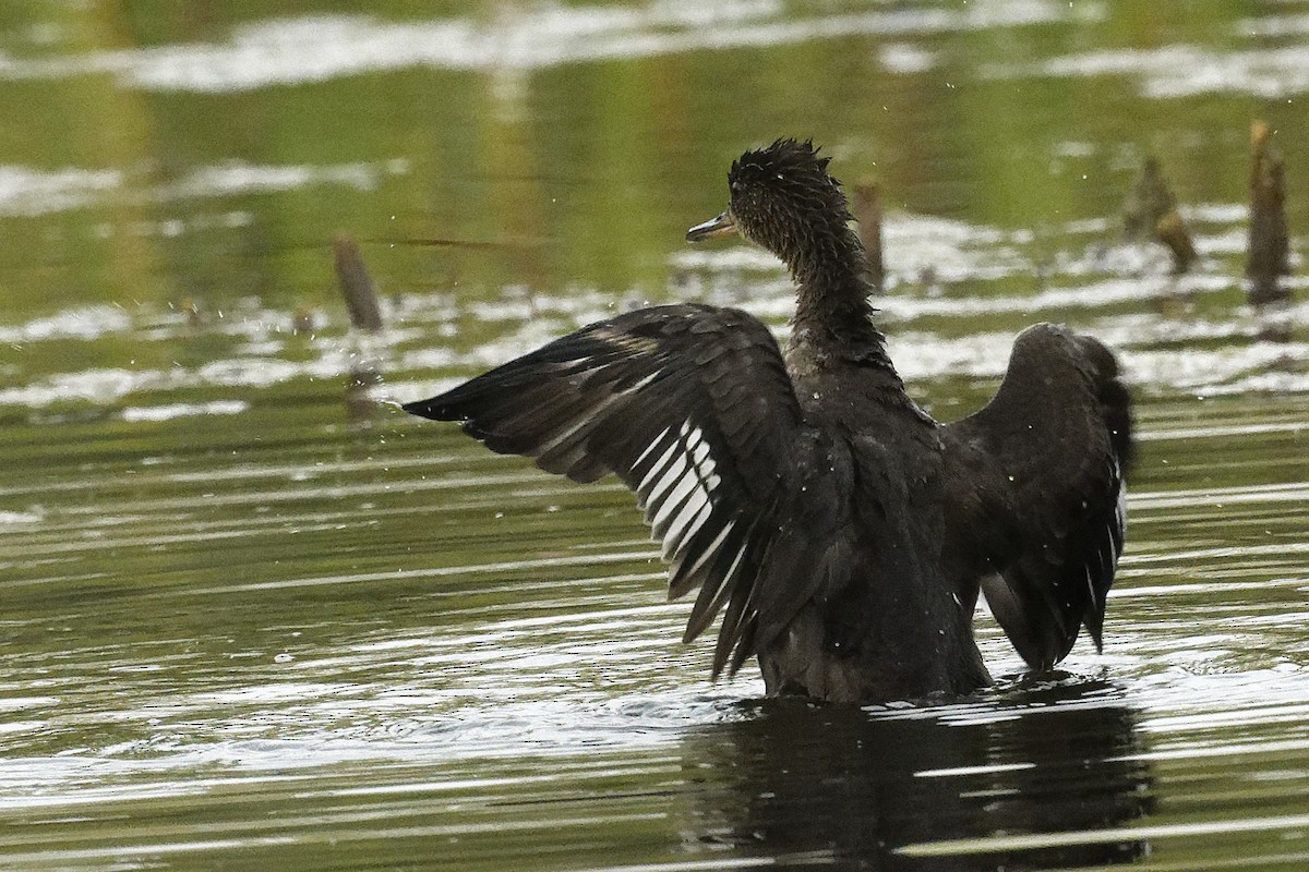 Hooded Merganser - ML642636874