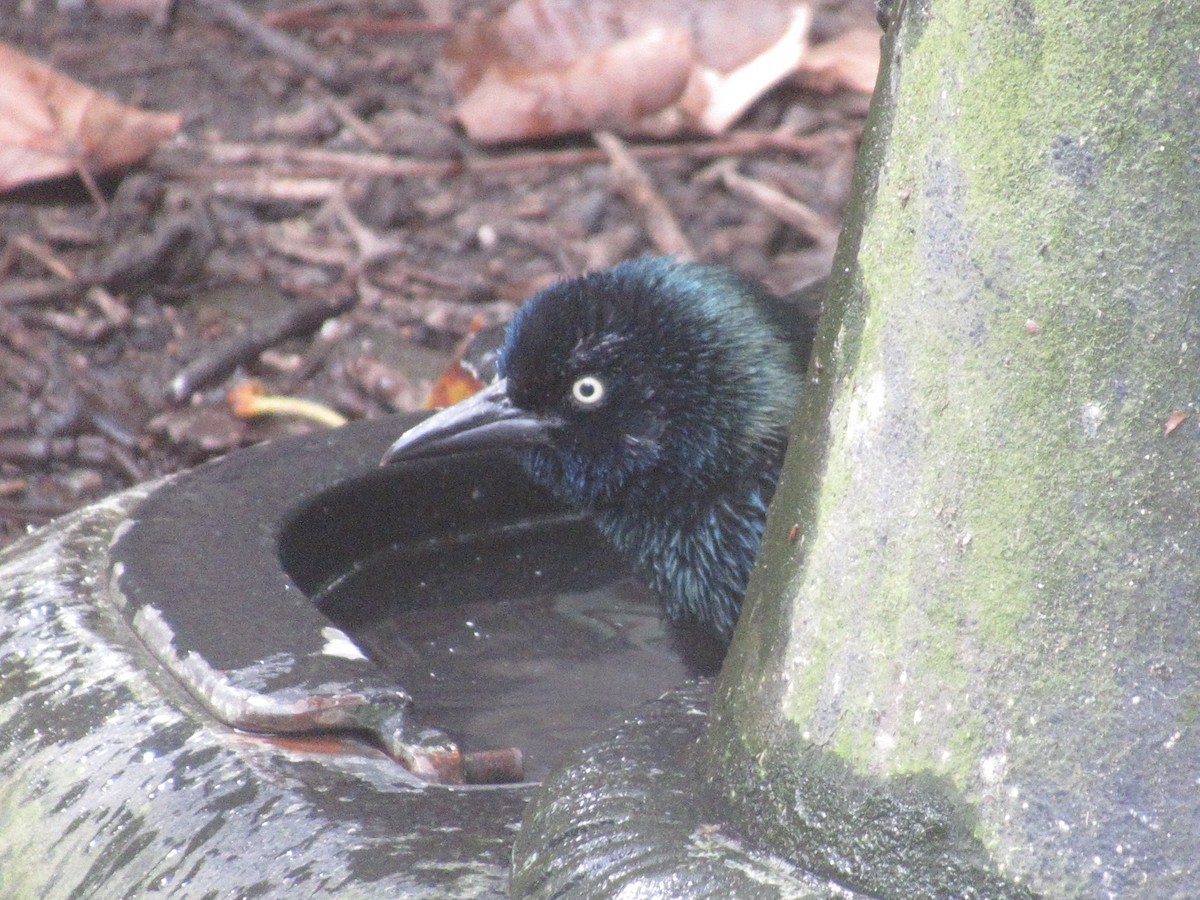 Common Grackle - ML642636904