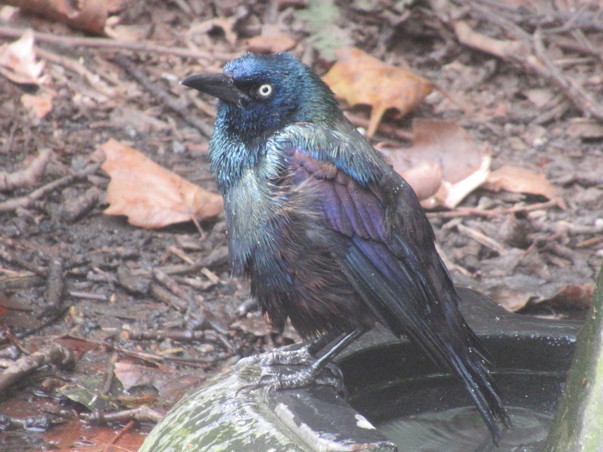 Common Grackle - ML642636908
