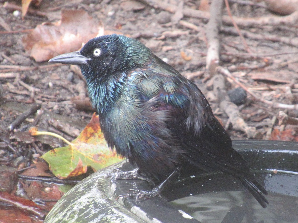 Common Grackle - ML642636910