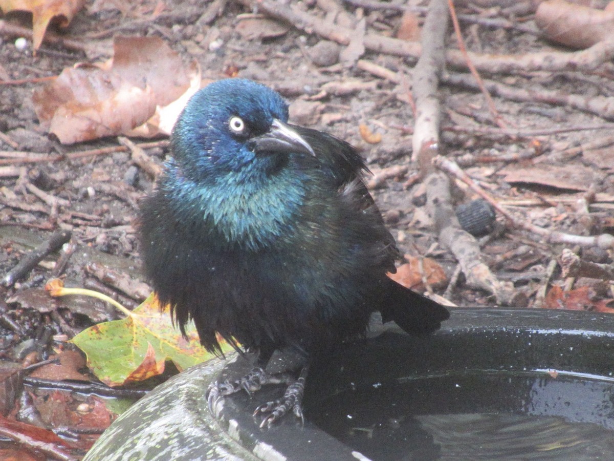 Common Grackle - ML642636911