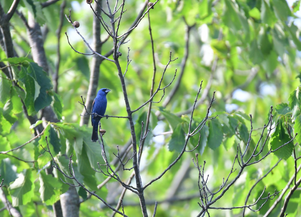 Blue Grosbeak - ML642636939