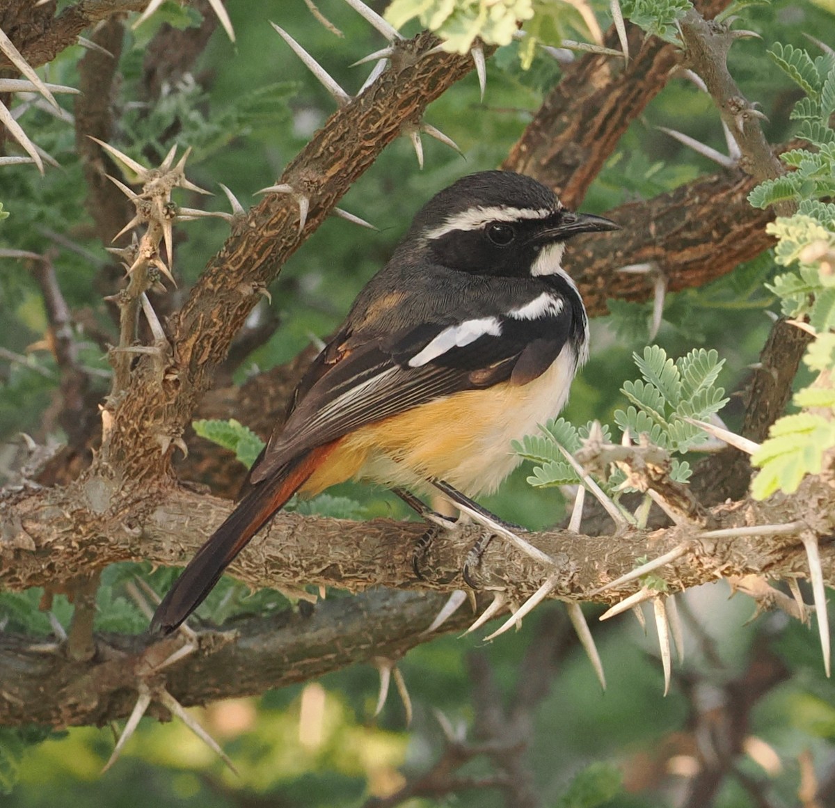 White-throated Robin-Chat - ML642636947